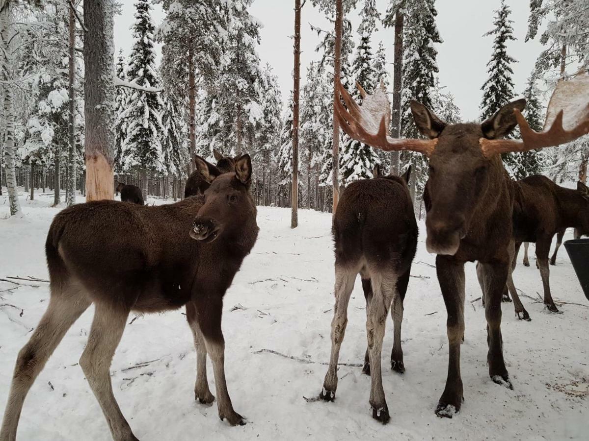 Hotel The Friendly Moose à Overtornea Extérieur photo