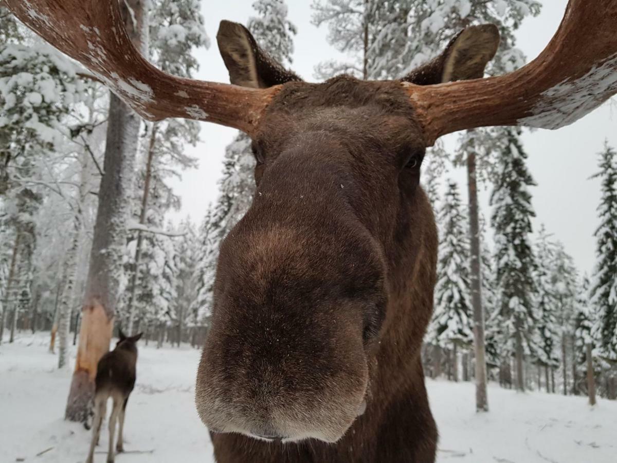 Hotel The Friendly Moose à Overtornea Extérieur photo